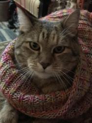 Lost Female Cat last seen RT 146, RT 156, Altamont, NY 12009