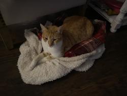 Lost Female Cat last seen Cricket ln, Crestview, FL 32536