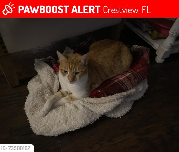 Lost Female Cat last seen Cricket ln, Crestview, FL 32536