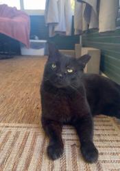 Reunited Male Cat last seen A block over from Huntington Elementary on 45th & Adams, Lincoln, NE 68504