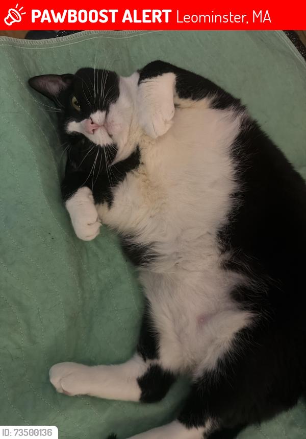 Lost Female Cat last seen Mechanic st, Leominster, MA 01453