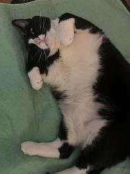 Lost Female Cat last seen Mechanic st, Leominster, MA 01453