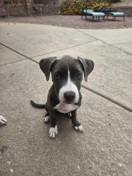 Found/Stray Female Dog last seen Gibson and Horizon Ridge, Henderson, NV 89012