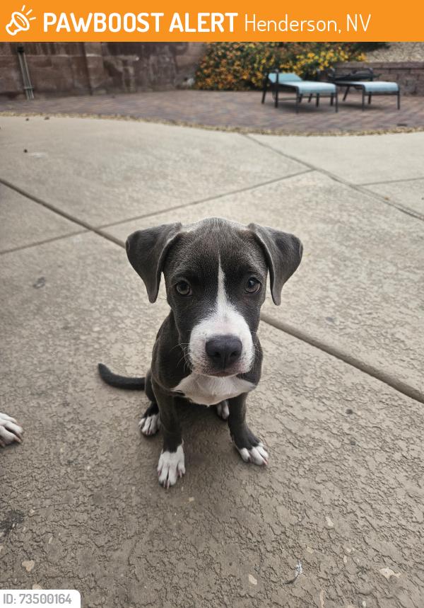 Found/Stray Female Dog last seen Gibson and Horizon Ridge, Henderson, NV 89012
