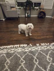 Reunited Male Dog last seen 36th st E Edgewood, Edgewood, WA 98372