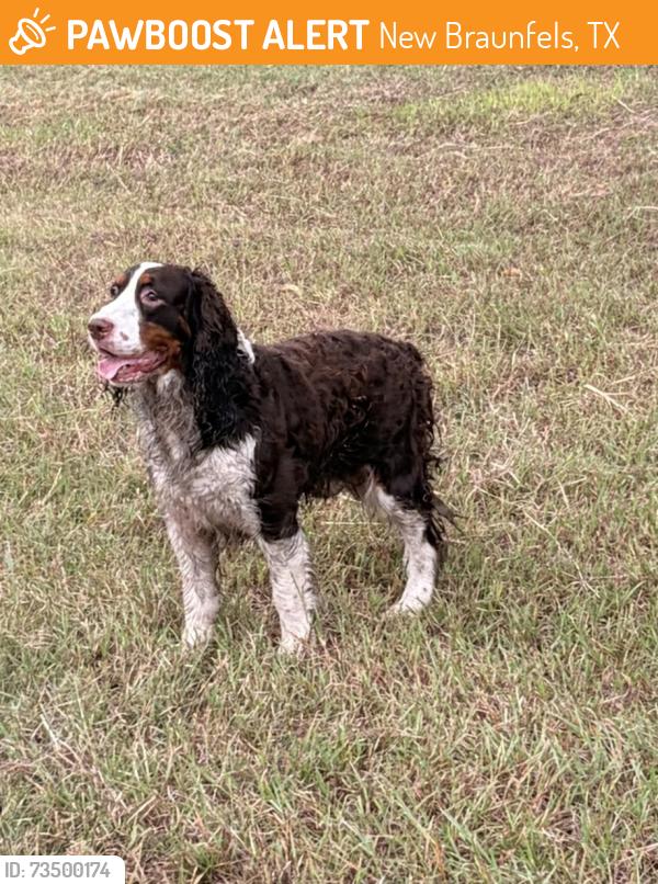 Found/Stray Male Dog last seen Near green valley rd lot 2, New Braunfels, TX 78130