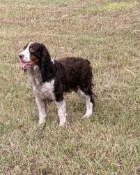 Found/Stray Male Dog last seen Near green valley rd lot 2, New Braunfels, TX 78130