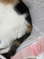 Found/Stray Female Cat last seen Silva Street & McNab Ave, Lakewood, CA 90714