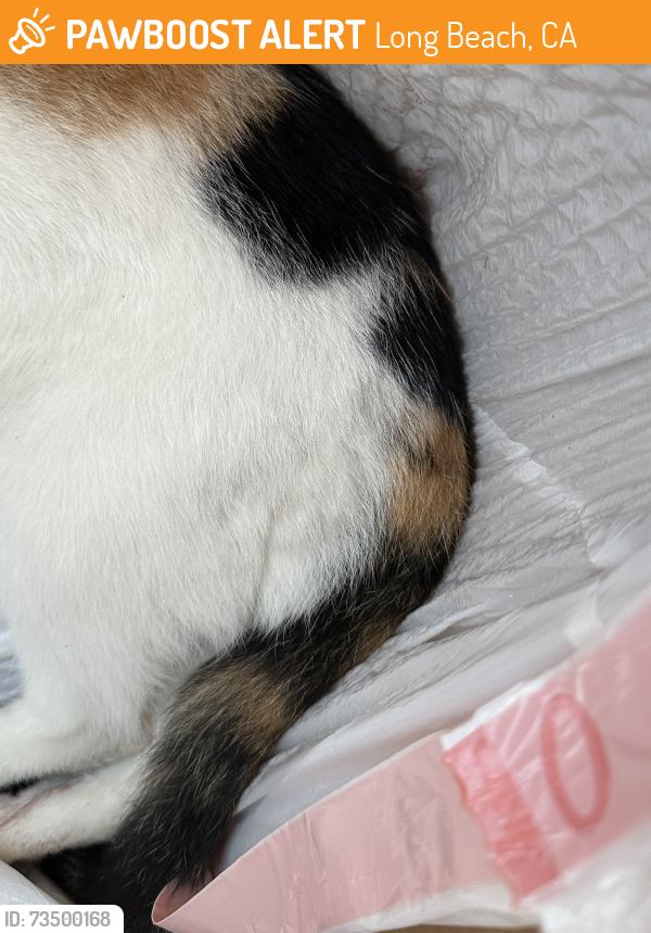 Found/Stray Female Cat last seen Silva Street & McNab Ave, Lakewood, CA 90714
