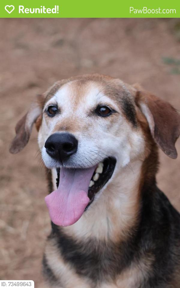 Reunited Female Dog last seen Near Hardwicke Dr, Knoxville, TN 37923, USA, Knoxville, TN 37923