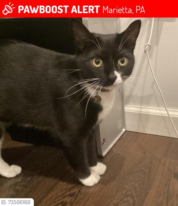 Lost Female Cat last seen Near Coffee Goss rd. Marietta pa 17547, Marietta, PA 17547