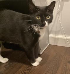 Lost Female Cat last seen Near Coffee Goss rd. Marietta pa 17547, Marietta, PA 17547