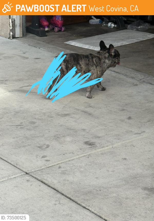 Found/Stray Unknown Dog last seen Durness st, West Covina, CA 91790