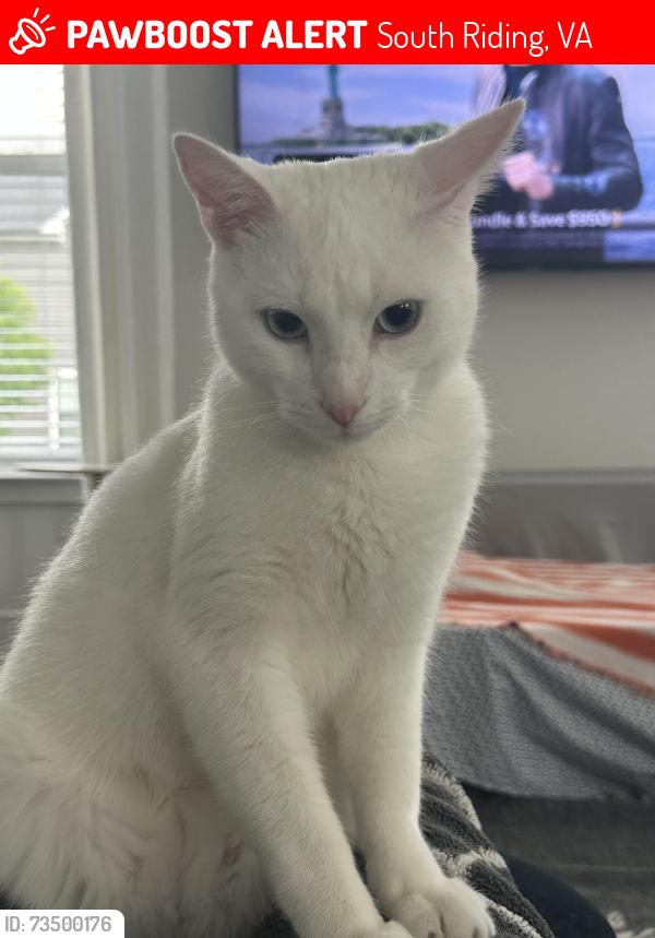 Lost Male Cat last seen Stribling orchard ct, South Riding, VA 20152