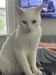 Lost Male Cat last seen Stribling orchard ct, South Riding, VA 20152