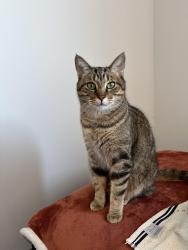 Reunited Male Cat last seen Brownell Blvd/Stewart Ave, Flint, MI 48504