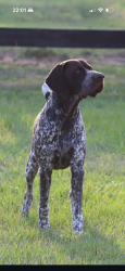 Reunited Male Dog last seen Last seen at South Choctaw Rd between SE 104th Street and SE 119th Street, Oklahoma City, OK 74857