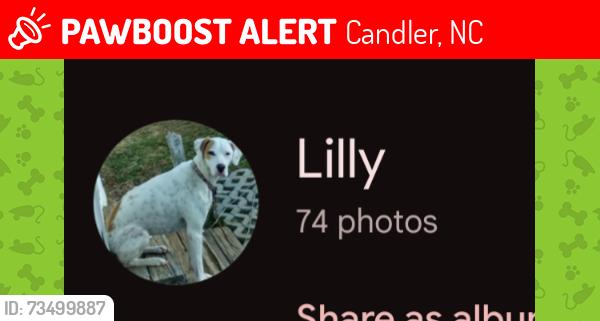 Lost Female Dog last seen Milksic cove Rd near Pole Creek Baptist Church, Candler, NC 28715