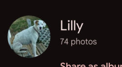 Lost Female Dog last seen Milksic cove Rd near Pole Creek Baptist Church, Candler, NC 28715