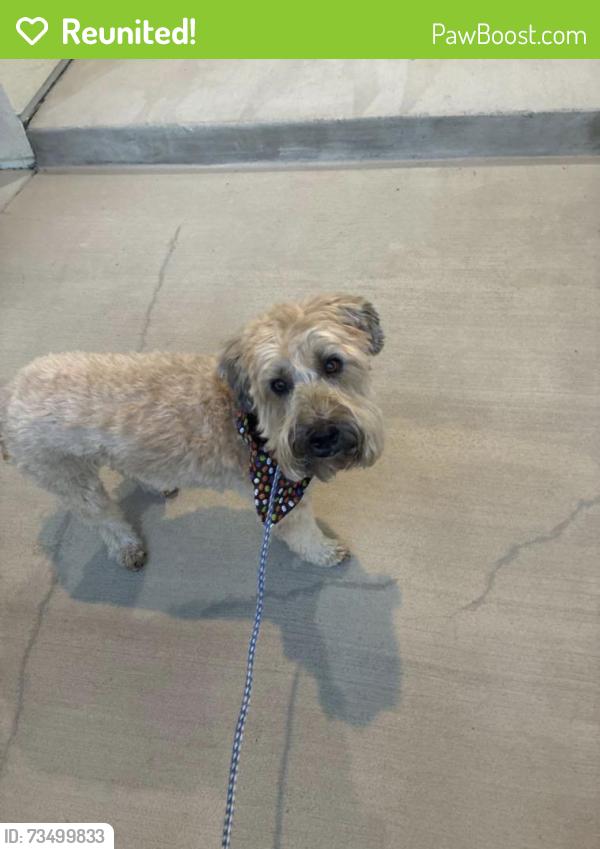 Reunited Male Dog last seen 87th and indiana, Arvada, CO 80005