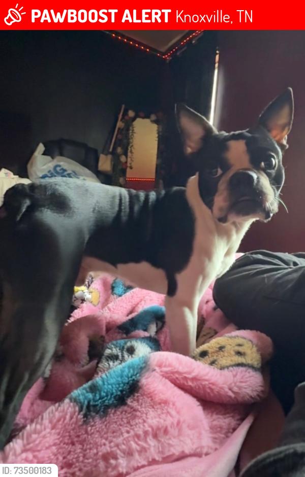 Lost Male Dog last seen Dante road, Knoxville, TN 37918