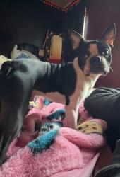 Lost Male Dog last seen Dante road, Knoxville, TN 37918