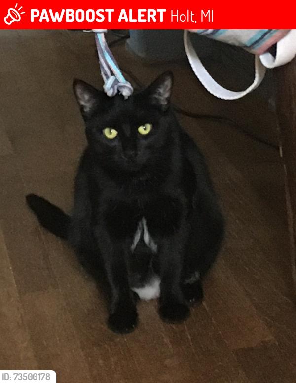 Lost Female Cat last seen Between Holy Road and Sycamore on Walnut St., Holt, MI 48842