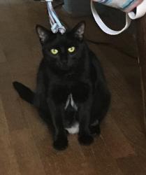 Lost Female Cat last seen Between Holy Road and Sycamore on Walnut St., Holt, MI 48842