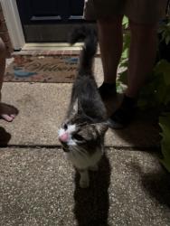 Found/Stray Unknown Cat last seen Western Oaks, Grapevine, TX 76051