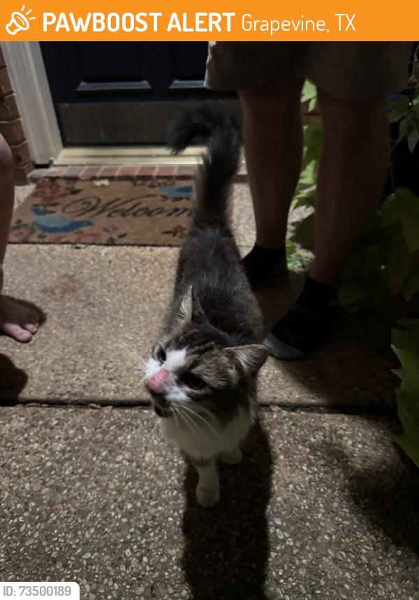 Found/Stray Unknown Cat last seen Western Oaks, Grapevine, TX 76051