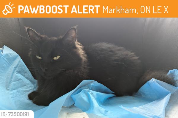 Found/Stray Unknown Cat last seen Mount joy school, Markham, ON L6E 1X4