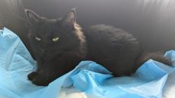Found/Stray Unknown Cat last seen Mount joy school, Markham, ON L6E 1X4