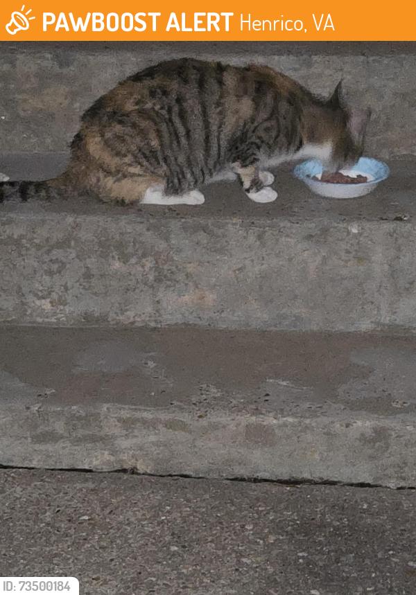 Found/Stray Unknown Cat last seen Patterson and Lauderdale, Henrico, VA 23238