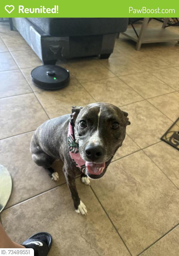 Reunited Female Dog last seen Solterra Resort, Ronald Regan Road, Davenport, FL 33837