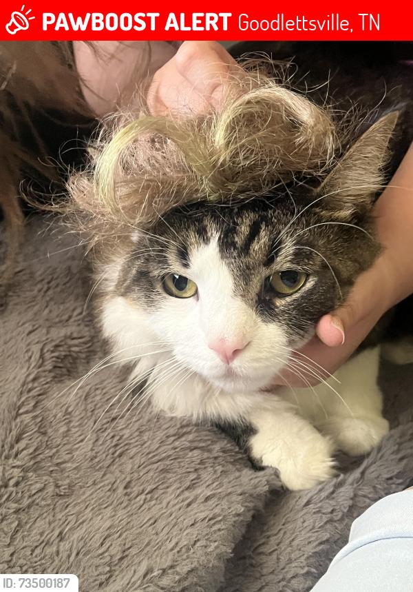 Lost Male Cat last seen Ridgetop City Hall/ Historic Ridgetop, Goodlettsville, TN 37072