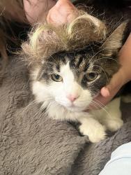 Lost Male Cat last seen Ridgetop City Hall/ Historic Ridgetop, Goodlettsville, TN 37072