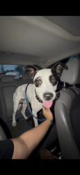 Reunited Male Dog last seen McAllen dog park, McAllen, TX 78501