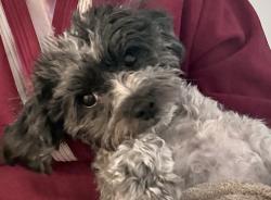 Reunited Unknown Dog last seen Stonebridge Dr and Heatherstone Dr, Winston-Salem, NC 27104
