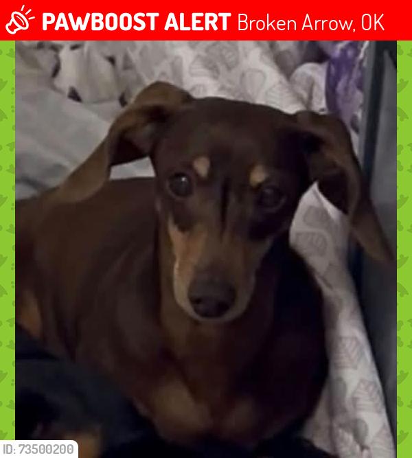 Lost Female Dog last seen 111th and Ash, Broken Arrow, OK 74011