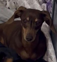 Lost Female Dog last seen 111th and Ash, Broken Arrow, OK 74011