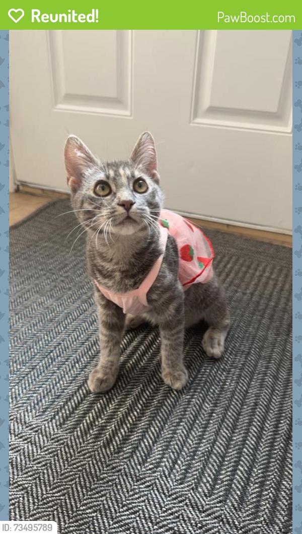 Reunited Female Cat last seen Panorama hills heights nw, Calgary, AB T3K 5P1
