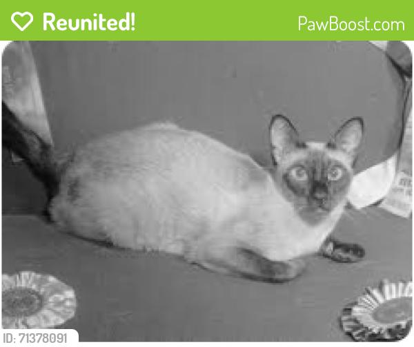 Reunited Male Cat last seen Applecreek apmts E 60th St. area, Anderson, IN 46013