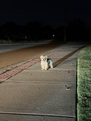 Found/Stray Unknown Dog last seen S 89th E Ave & E 64th St S, Tulsa, OK 74133