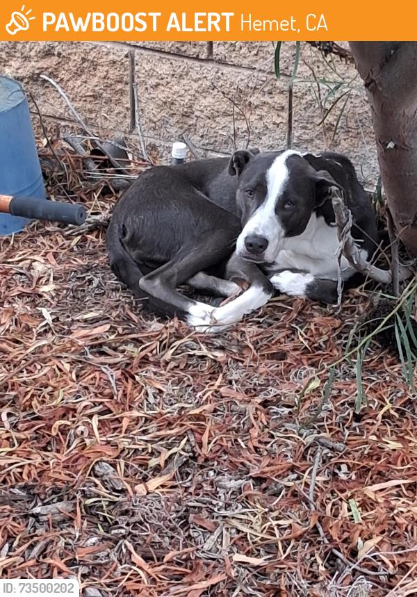 Found/Stray Male Dog last seen Near PROVANCE ST, Hemet, CA 92545