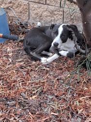 Found/Stray Male Dog last seen Near PROVANCE ST, Hemet, CA 92545