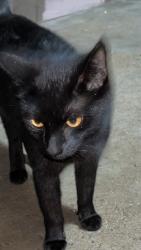 Found/Stray Unknown Cat last seen Near ave glendale, Glendale, AZ 85306