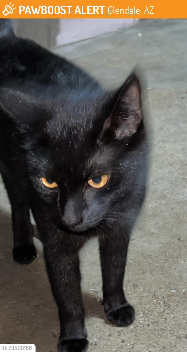 Found/Stray Unknown Cat last seen Near ave glendale, Glendale, AZ 85306