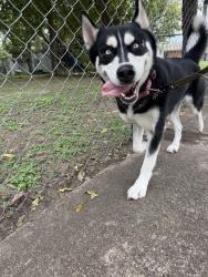 Found/Stray Female Dog last seen Duncan an toliver, Killeen, TX 76541