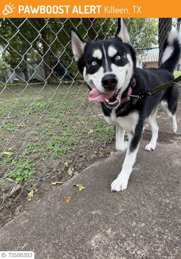 Found/Stray Female Dog last seen Duncan an toliver, Killeen, TX 76541