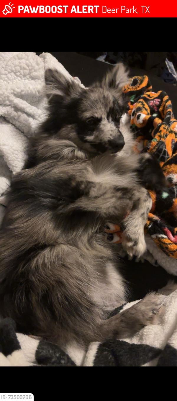 Lost Male Dog last seen Center and 13th st, Deer Park, TX 77536